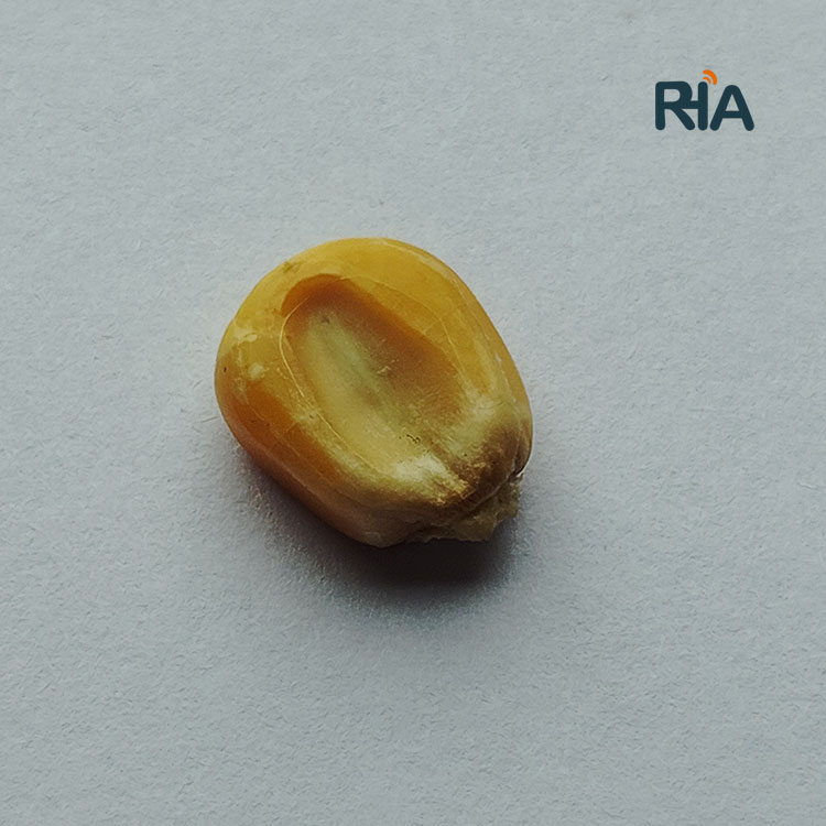 rfid imitation corn tags